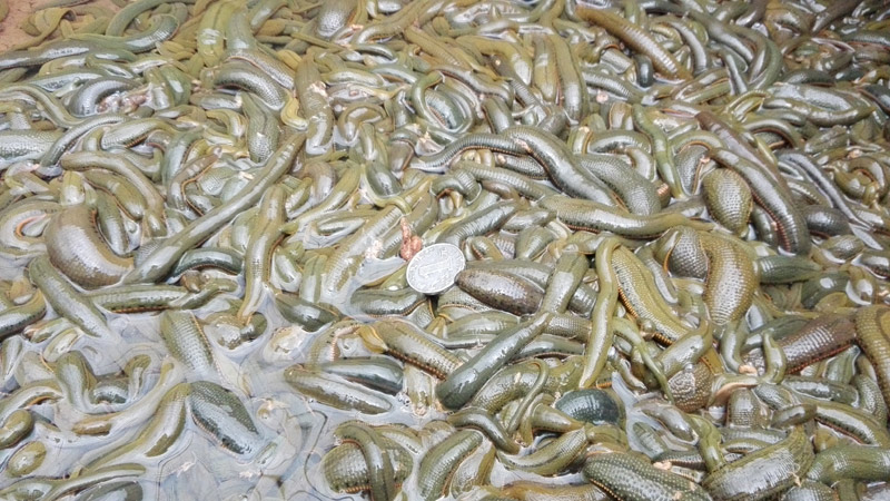 种苗（1年半）