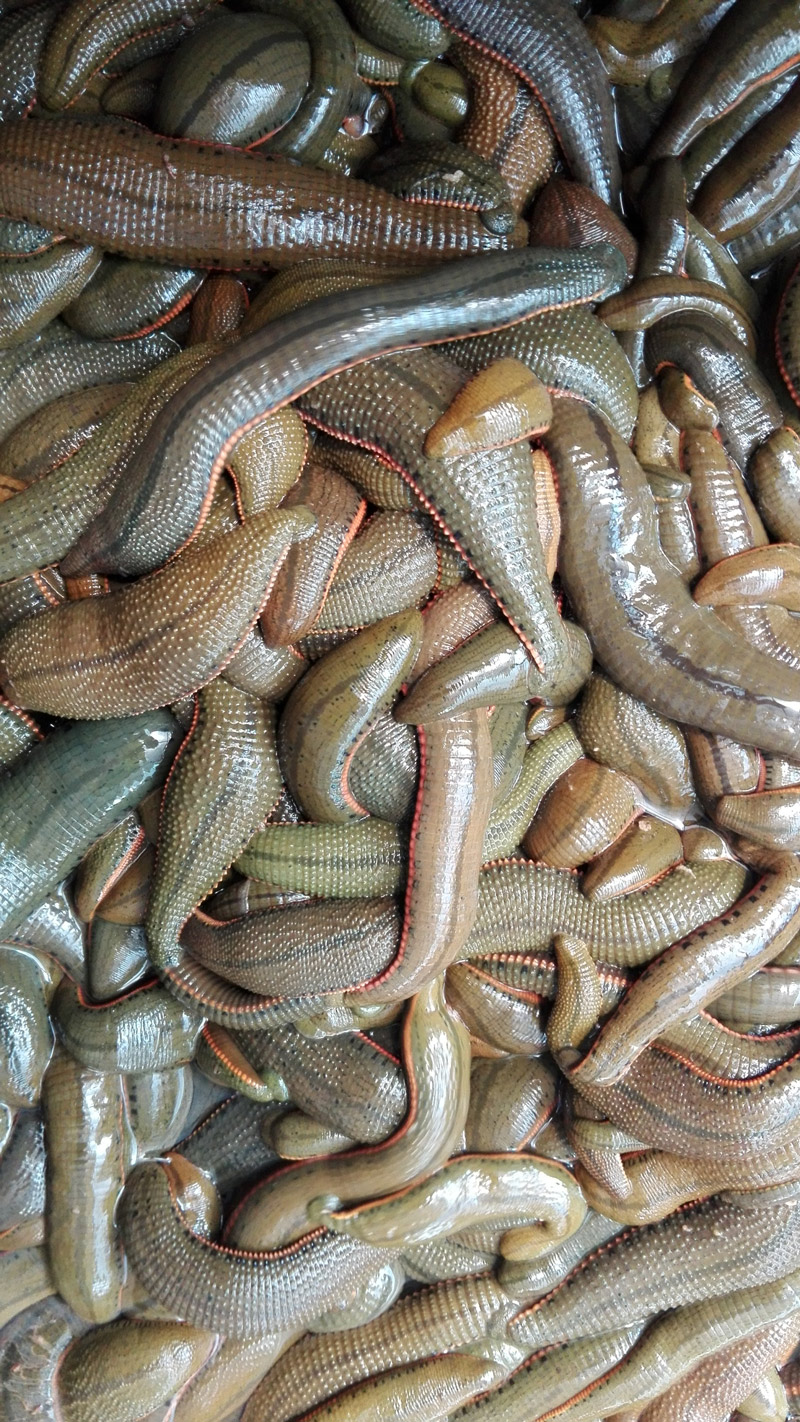 青年苗（1年）
