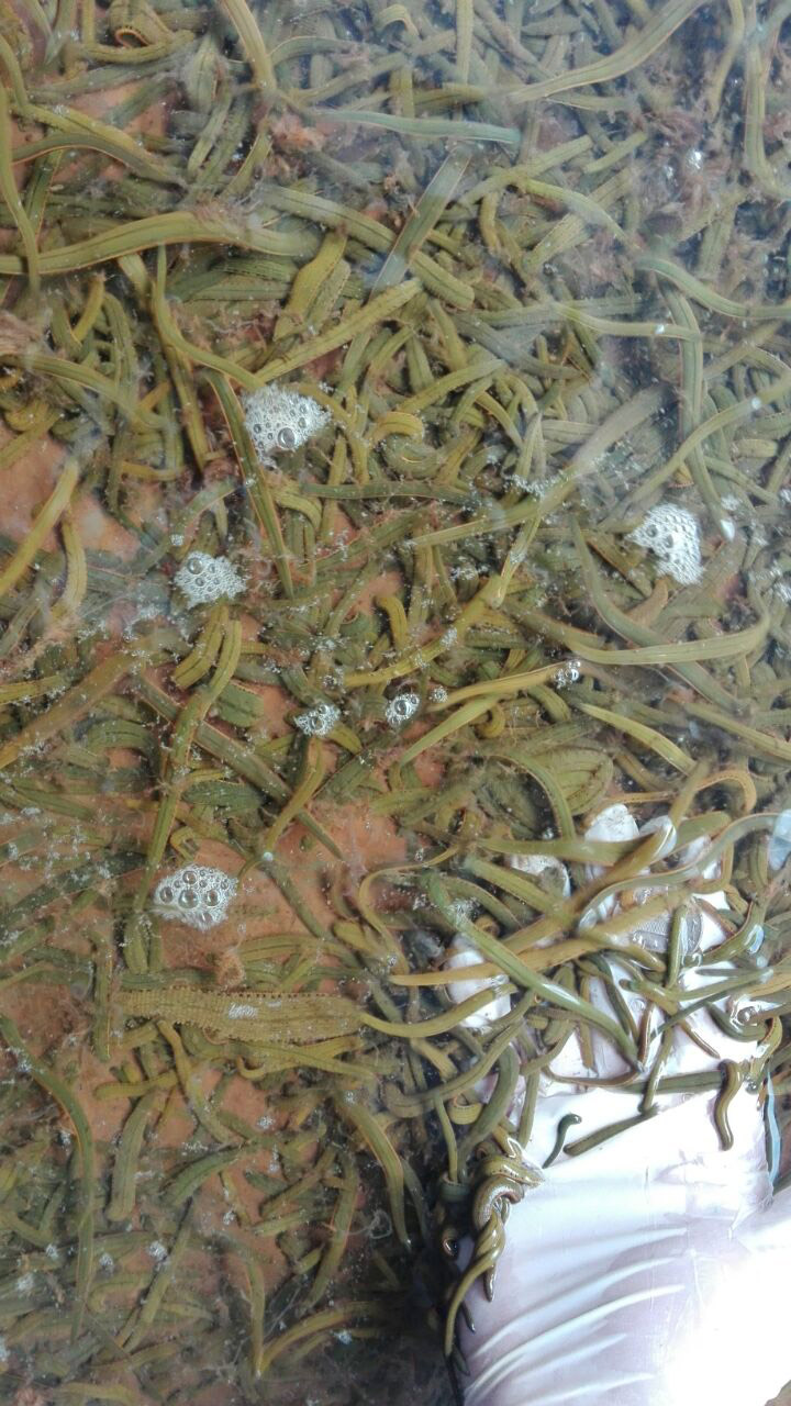 幼苗1~2月