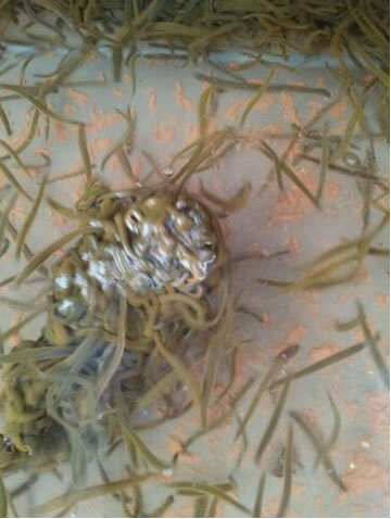40天小苗开口料